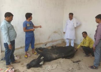 उझानी में गौकशी में जुटा है बड़ा रैकेट!