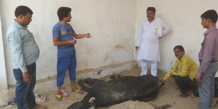 उझानी में गौकशी में जुटा है बड़ा रैकेट!