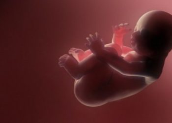 हाईवे से बरामद हुए आठ भ्रूण, जांच में जुटी पुलिस