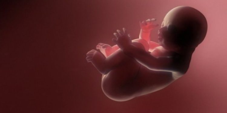 हाईवे से बरामद हुए आठ भ्रूण, जांच में जुटी पुलिस