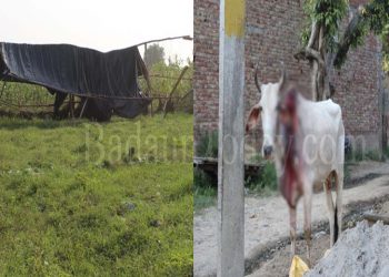 डीएम साहब! यहाँ चल रही है कागजी गौशाला, घूम रही है लहूलुहान गाय