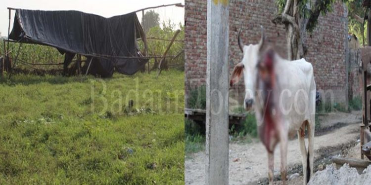 डीएम साहब! यहाँ चल रही है कागजी गौशाला, घूम रही है लहूलुहान गाय