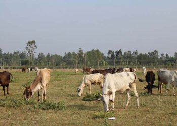 नाईट्रेट की वजह से हुई कछला में 22 गायों की मौत, कादरचौक गौशाला से 15 गाय चोरी