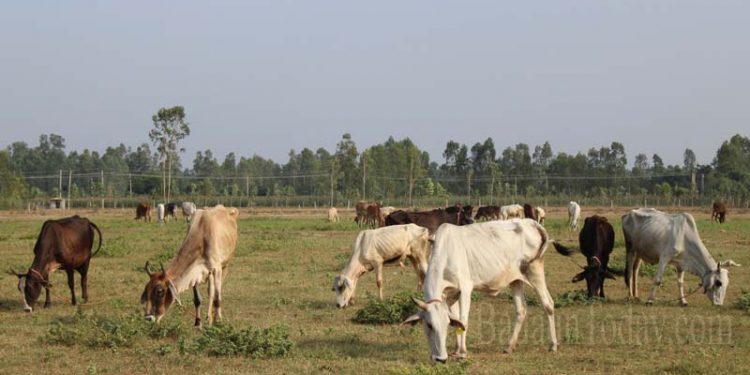 नाईट्रेट की वजह से हुई कछला में 22 गायों की मौत, कादरचौक गौशाला से 15 गाय चोरी