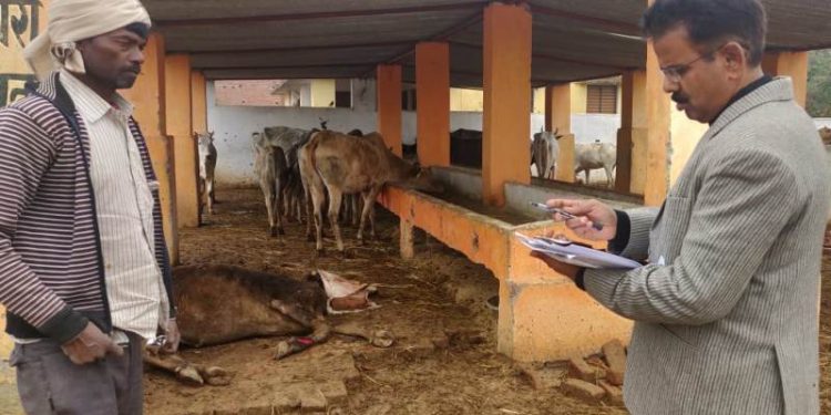 गौशाला का निरीक्षण करने पहुंचे एसडीएम, गायब मिले आधे गौवंश