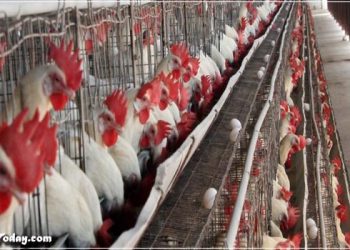 बर्ड फ्लू इंसानों के लिए कितना खतरनाक है, जानिए हर सवाल का जवाब