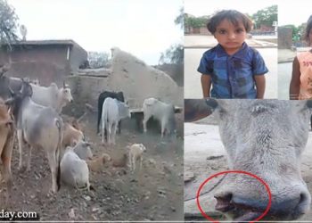 फसलों को बर्बाद कर रहे हैं गौवंश, बच्चे भी घायल