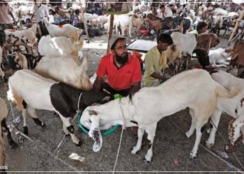 यूपी के इस गाँव में बकरीद पर नहीं होती कुर्बानी, तीन दिन पुलिस की कैद में रहते हैं बकरे