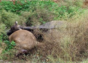 बिजली के खंभे में आया करंट, दो भैंस की मौत