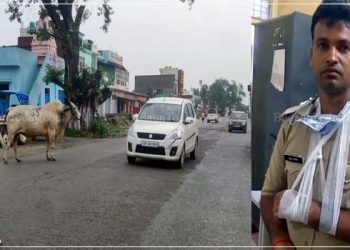उझानी: कस्बे में घूम रहे हैं लावारिस गोवंश, सिपाही को उठाकर पटका