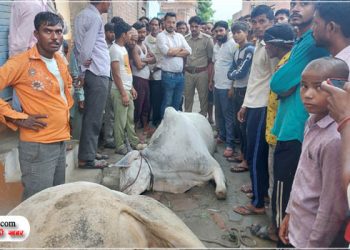 बारिश में करंट की चपेट में आने से 5 जानवरों की मौत