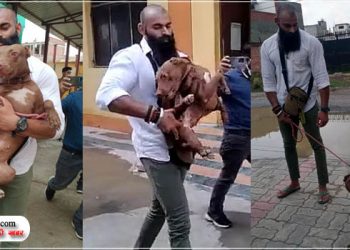 मालकिन की जान लेने वाला पिटबुल हुआ आजाद, नगर निगम ने बेटे को किया वापस