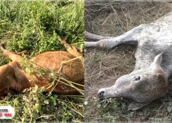 उझानी में तीन गौवंश की मौत, कुत्तों ने नोचा शव