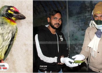 उझानी में संदिग्ध हालत में पक्षियों की मौत, विभाग कराएगा जांच