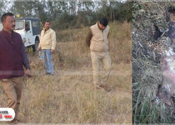 उझानी में जंगल में मिला तेंदुए की शक्ल के जानवर का शव