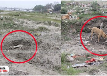 आधी रात में जागा प्रशासन, दफनाने की बजाए गोवंश पर डाला रेत, कुत्तों ने फिर नोचा