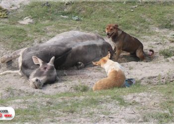 कछला गंगा घाट पर गोवंशो की मौत, शवों को नोच रहे कुत्ते और कौवे, कई कंकाल भी मिले