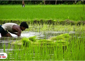 यूपी में दस कीटनाशक पर प्रतिबन्ध, क‍िसान हो जाएं सावधान