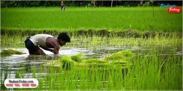 यूपी में दस कीटनाशक पर प्रतिबन्ध, क‍िसान हो जाएं सावधान