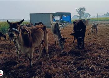 हरा चारा तो दूर…ढंग का भूसा भी नसीब नहीं, ठंड से तड़प रहे हैं गोवंश, मौत के बाद गोशाला में ही दफना दिया