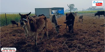 हरा चारा तो दूर…ढंग का भूसा भी नसीब नहीं, ठंड से तड़प रहे हैं गोवंश, मौत के बाद गोशाला में ही दफना दिया
