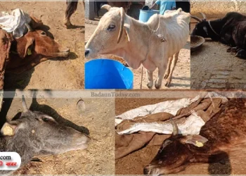 उझानी की इन चार गोशालाओं में ठंड में कांपते, भूखे और बीमार गोवंश, एक की मौत