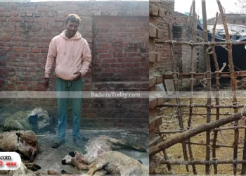 जंगली जानवर के हमले में 5 भेड़ों की मौत, 15 घायल