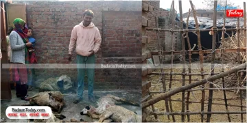 जंगली जानवर के हमले में 5 भेड़ों की मौत, 15 घायल