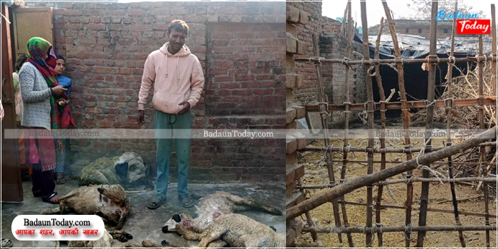 जंगली जानवर के हमले में 5 भेड़ों की मौत, 15 घायल