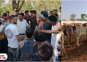 गोशाला में दो गौवंश की मौत, कई बीमार, अव्यवस्थाओं को लेकर आमने सामने आए प्रधान और एनजीओ