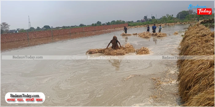 उझानी नाले का पानी बना आफत, 200 बीघा खेत डूबे, कितने इंजन की भाजपा सरकार से मिलेगी किसानों को राहत?